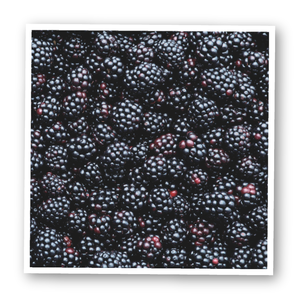 blackberries