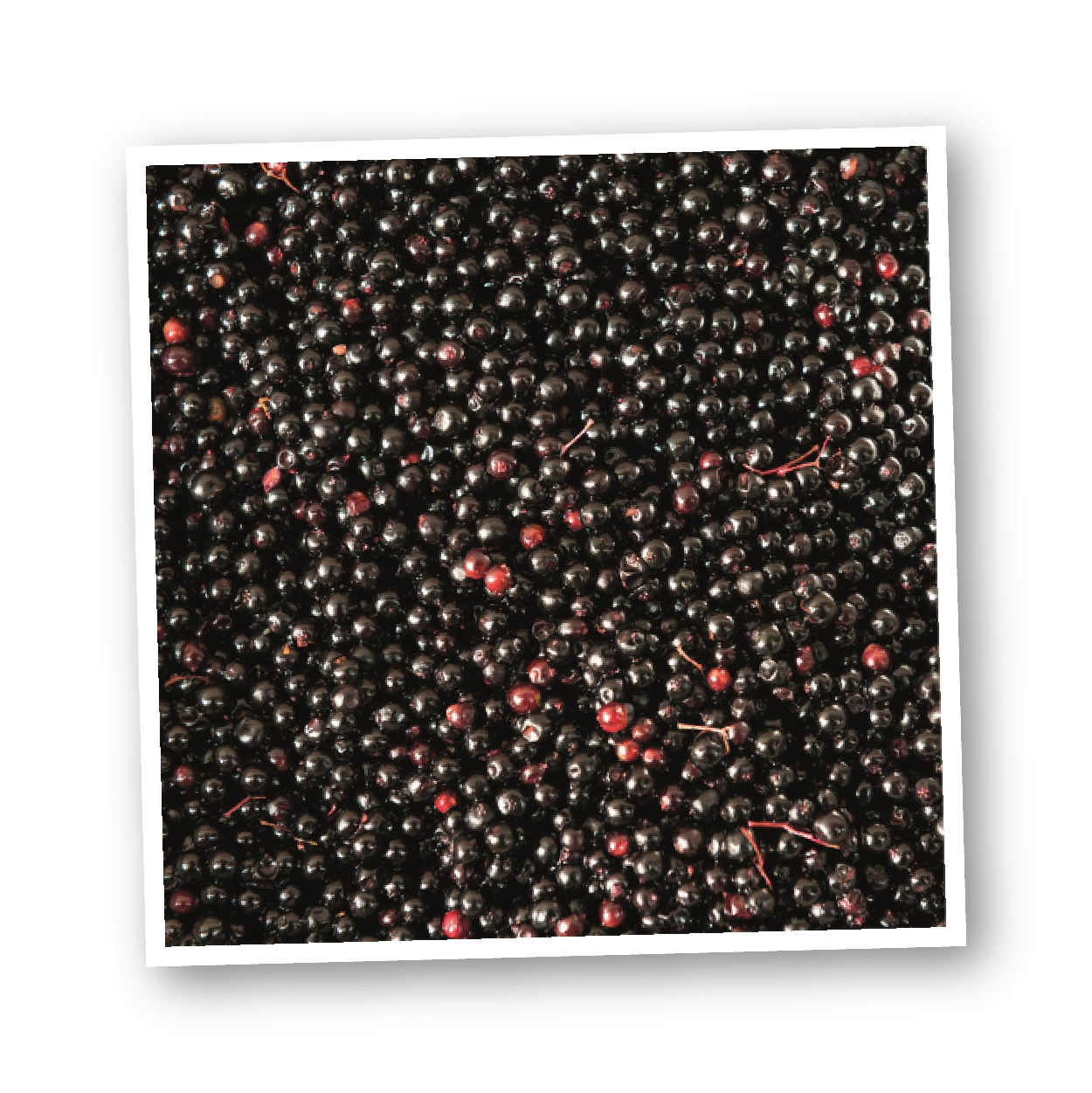 elderberries