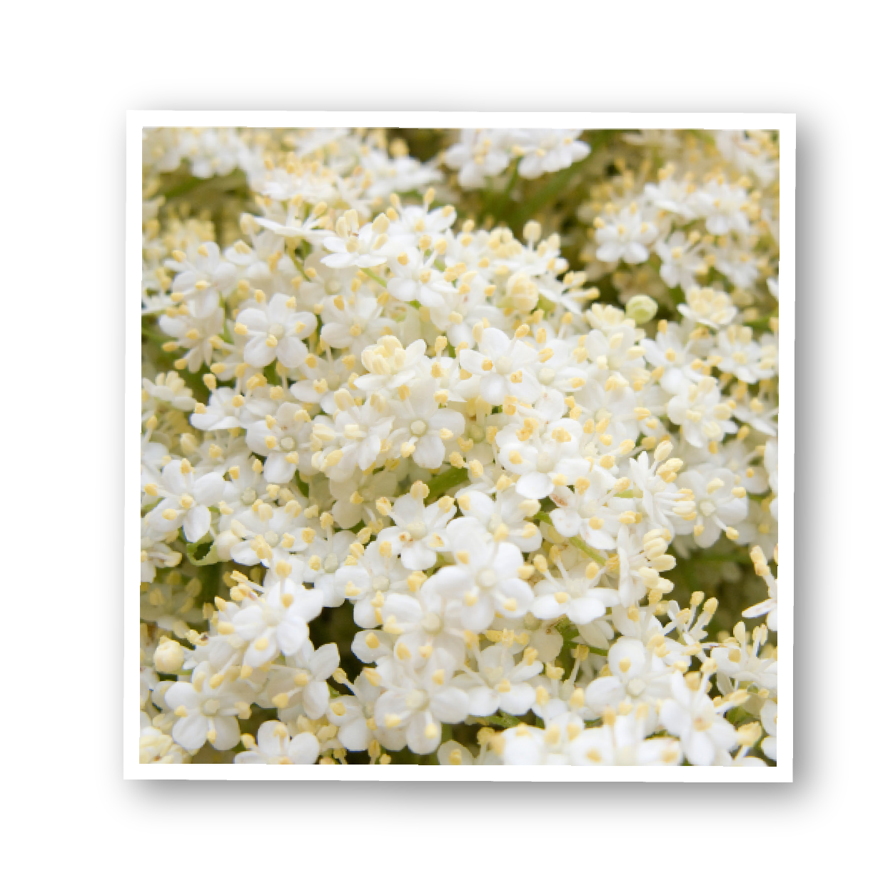 elderflowers